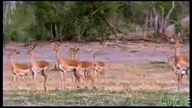 Wild Animal Attacks Leopard Hunting Cheetah Attacks