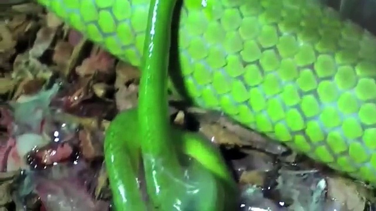 Funny animals