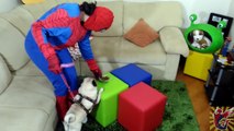 Spidermans Farting POOP Pug BAD DOG is Turned Into a Toy! Spiderman vs Joker PRANK! Spide
