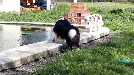 Border Collie Mafalda's - Wind, 25  Marzo 2017