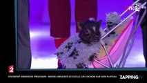 Vivement Dimanche Prochain : Michel Drucker accueille un cochon sur son plateau (vidéo)