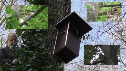 Installation d'un nichoir à chouette hulotte vallée Goëlo Ploufragan