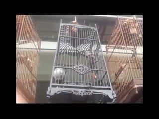 Chào mào Bạch Quí hiếm Nghe nói một vài trăm triệu có đúng không?