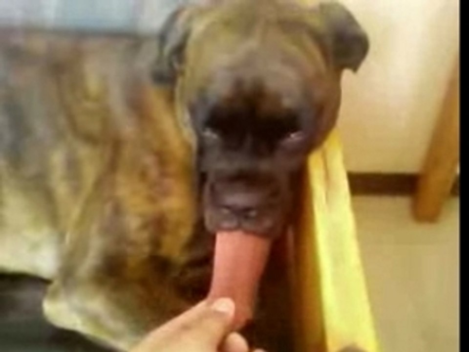 Chien imperturbable