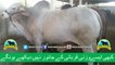 362 || Amazing Cow Qurbani || Karachi Sohrab Goth || Bakra eid in Pakistan || Shafiq Cattle Farm