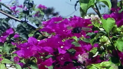 Gunguna Rahe Hai Bhanware Full Song With Lyrics Aradhana Rajesh Khanna Hit Songs