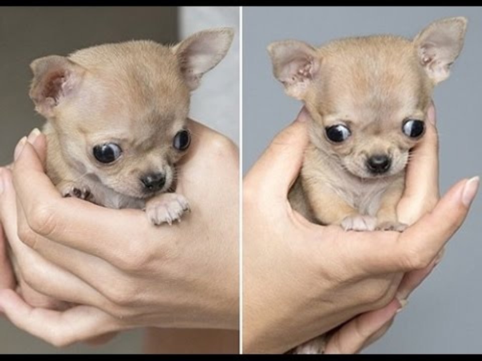 Sự thật thú vị về giống chó chihuahua nhỏ bé nhất thế giới