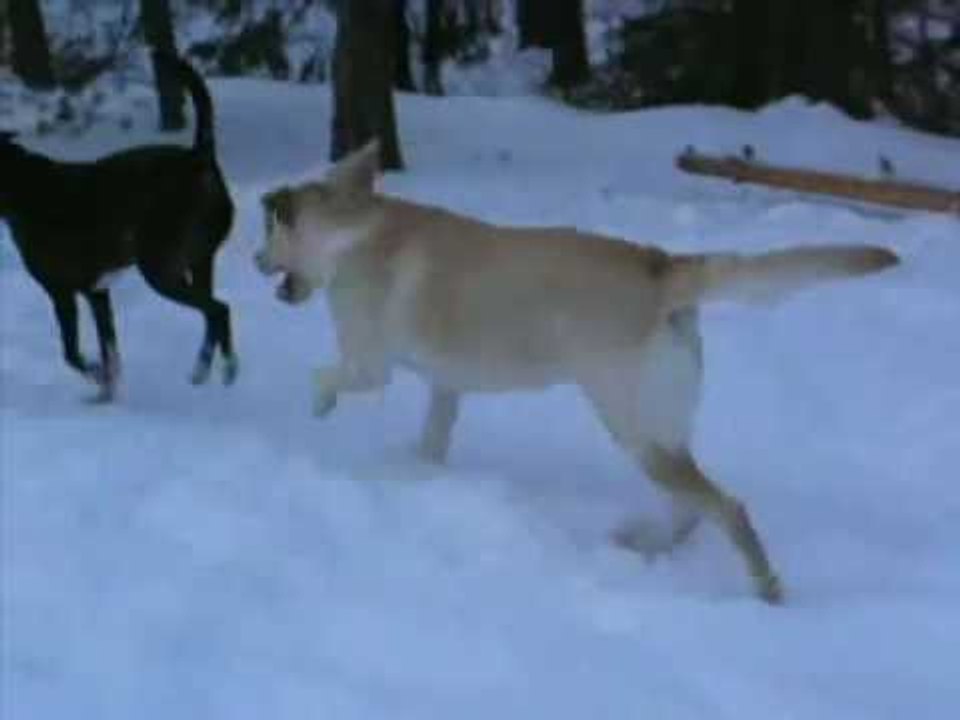 Dog barking labrador puppy | labrador dog barking at night.