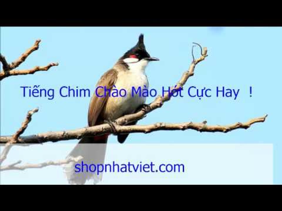 Chào Mào Hót | Tiếng Chim Chào Mào Hót Hay Nhất Được Tuyển Chọn