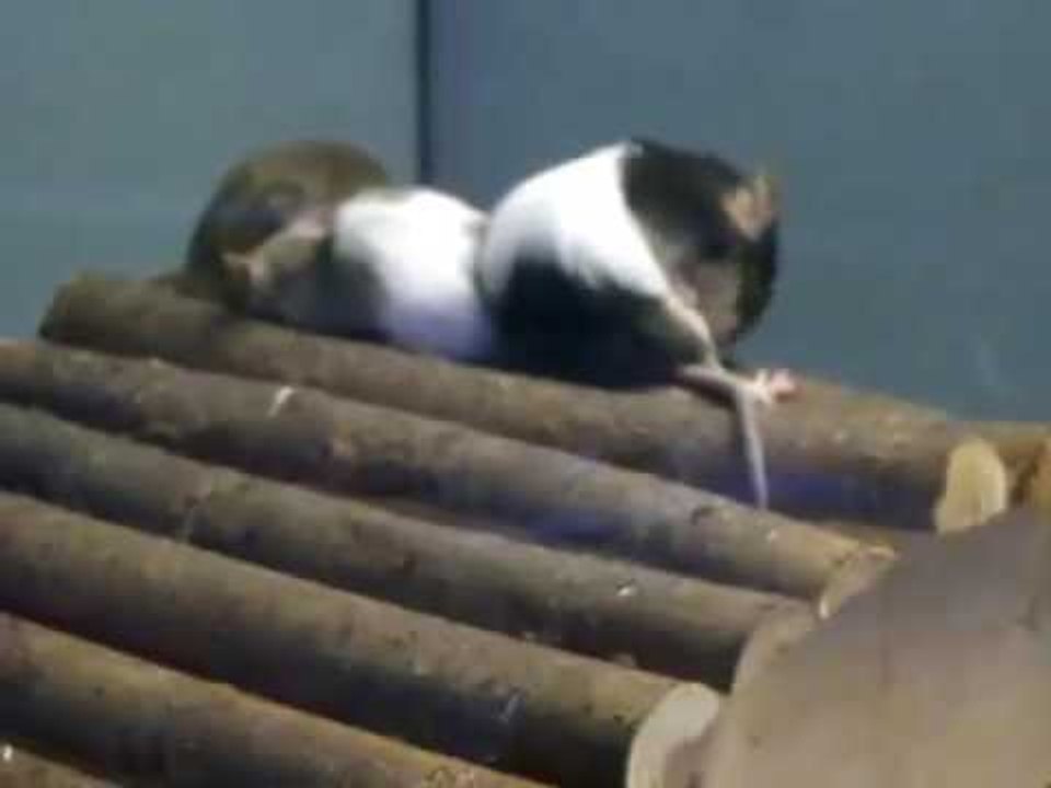 Mouse sound effects for cats mouse squeaking sound effect