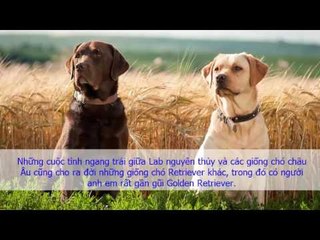 Giống chó Labrador Retriever Những thông tin cơ bản về giống chó Labrador