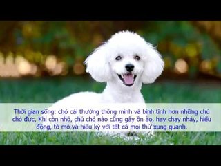 Bí quyết nuôi chó Poodle đực hay cái thì tốt hơn?