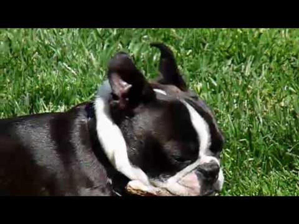 Chú Chó Thông Minh Nhất Quả Đất Chú Chó Vừa Dễ Thương Lại Đáng Yêu