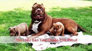 Tieu chuan cho pitbull | Tìm hiểu bản tiêu chuẩn chó Pitbull