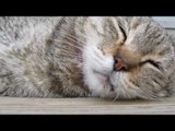 Tiếng Mèo Kêu Gâm Gừ Kinh Dị Tiếng Mèo Kêu Inh Ỏi Trong Đêm