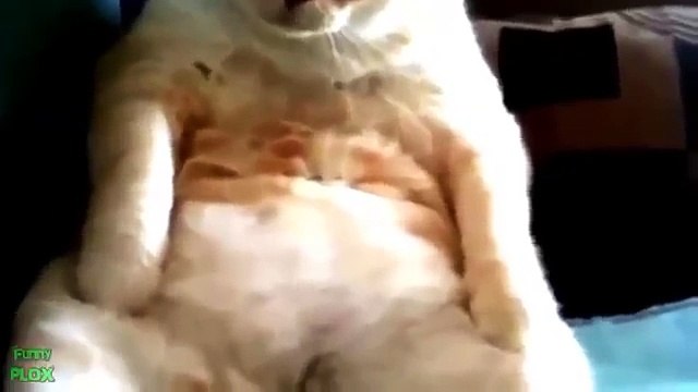 En Komik kediler ilginç görüntüleri- gülmek garanti