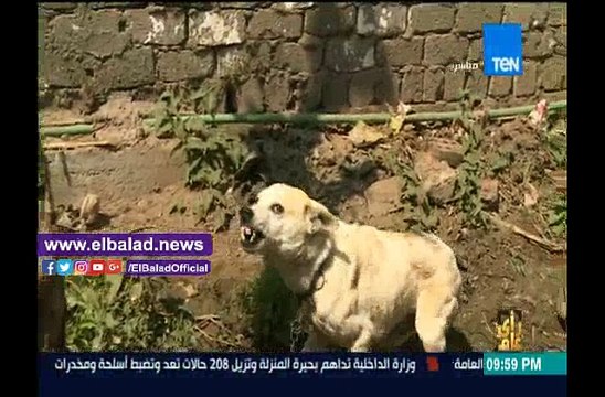 «ظاهرة الكلاب الضاله فى الشوارع رعب يهدد المواطنين»