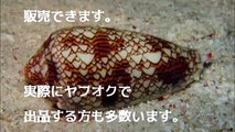 【閲覧注意】遭遇したらマジでヤバイ危険な生物 日本の危険生物40種 身近にひそむ危険な生物