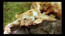 HIENAS AS MAIS PERIGOSAS DA AFRICA, REINO ANIMAL, VIDA SELVAGEM