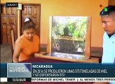 Gobierno nicaragüense proyecta alza de 21.7% en producción de miel
