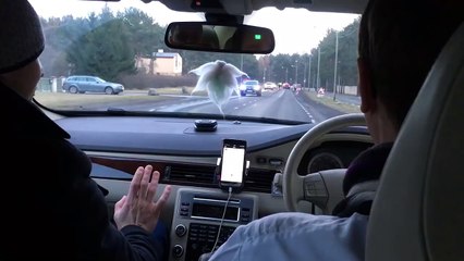 Une policière fait un test d'alcoolémie aux mauvais passagers !