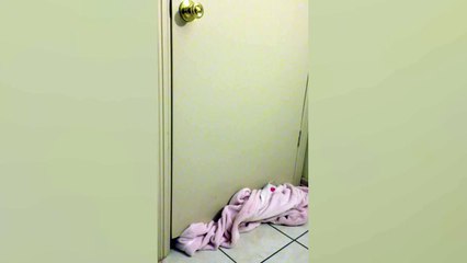 Ce chiot est vraiment un petit malin !