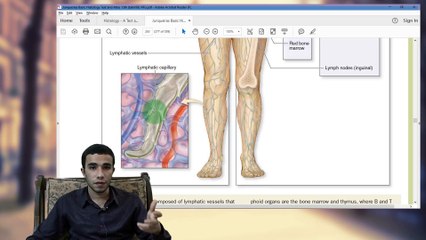 Introduction to Lymphatic Tissue (Lymphatic Tissue 1/5)