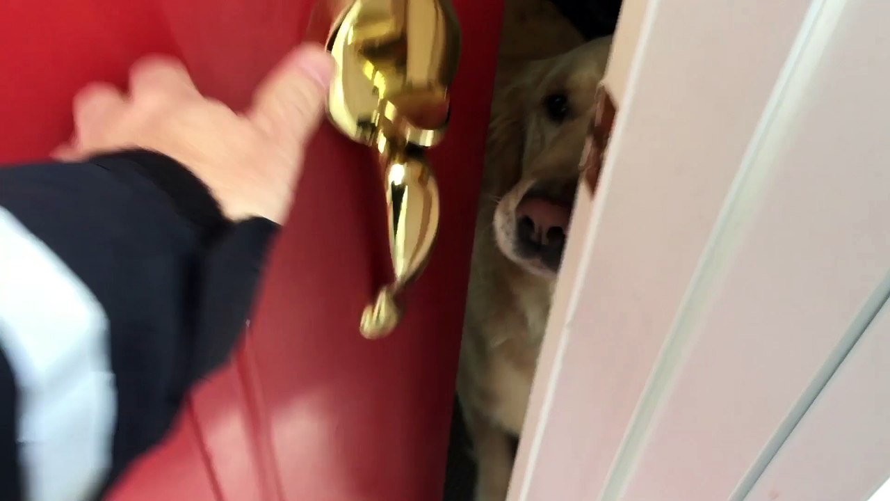 Man's best friend waits all day for this moment!