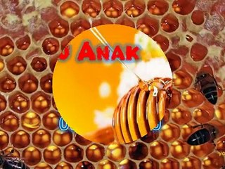 0816574300 (Indosat ) Distributor Madu Anak Kota Bukittinggi