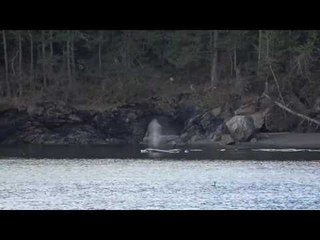 Group of Killer Whales Spotted Off San Juan Island