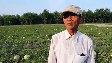 Dưa, ớt 'vỡ trận', lãnh đạo nói dân không rút ra bài học