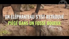 Extraordinaire intervention ! Des éléphants accourent pour sauver un bébé coincé dans un fossé