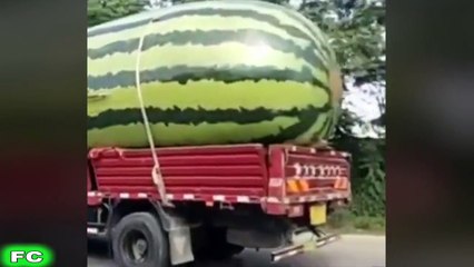 Ultimate FUNNY Videos & Crazy Clips