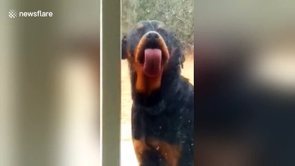 Rottweiler can't stop licking glass door
