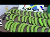 Spanish Authorities Seize Cocaine Hidden in Fake Bananas