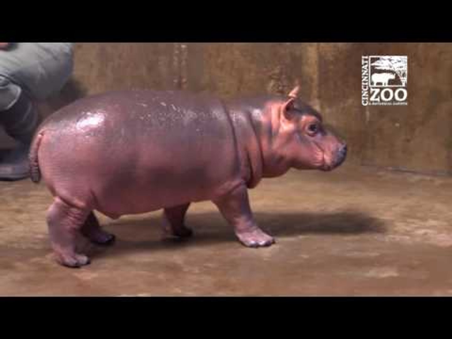 ⁣Cincinnati Zoo's Prematurely-Born Hippo Tests Out Her Speed