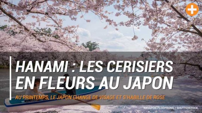 Hanami : les cerisiers en fleurs au Japon