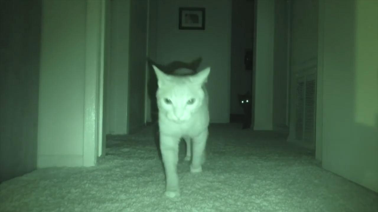 What Cats Do At Night