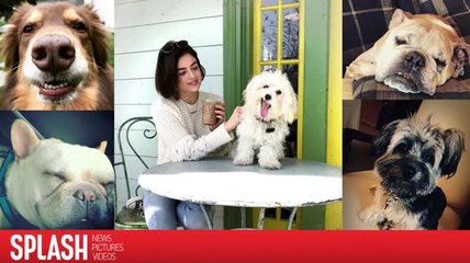 ¡Lindos! Los famosos celebran el National Puppy Day