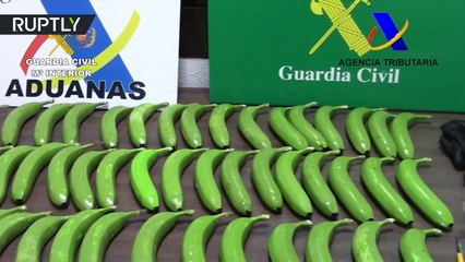 17 kilos de cocaïne trouvés dans des fausses bananes
