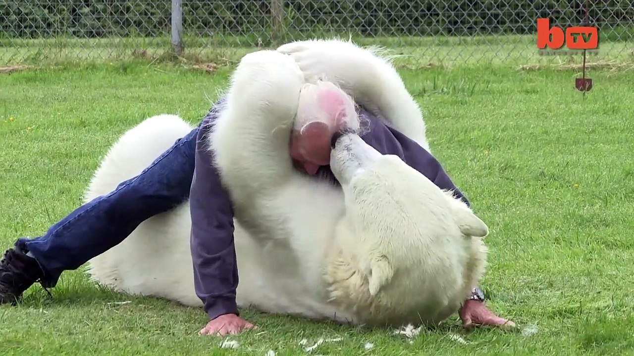 The Only Man In The World Who Can Swim With A Polar Bear: Grizzly Man http://BestDramaTv.Net