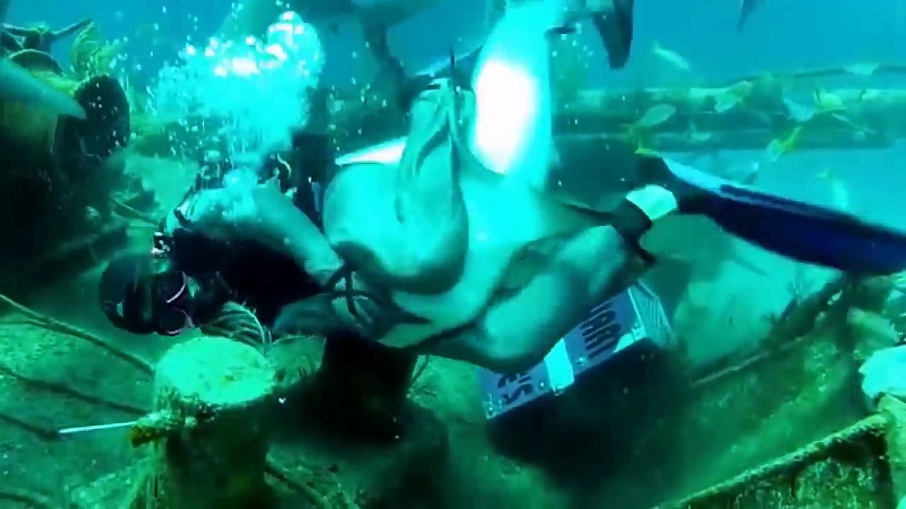 Extreme animal attacks on humans  [ WATER EDITION ] http://BestDramaTv.Net