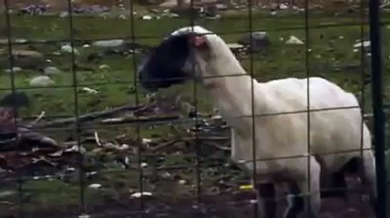 Funny video Scheep Goat screaming like a human fail #One2WatchVideo! http://BestDramaTv.Net