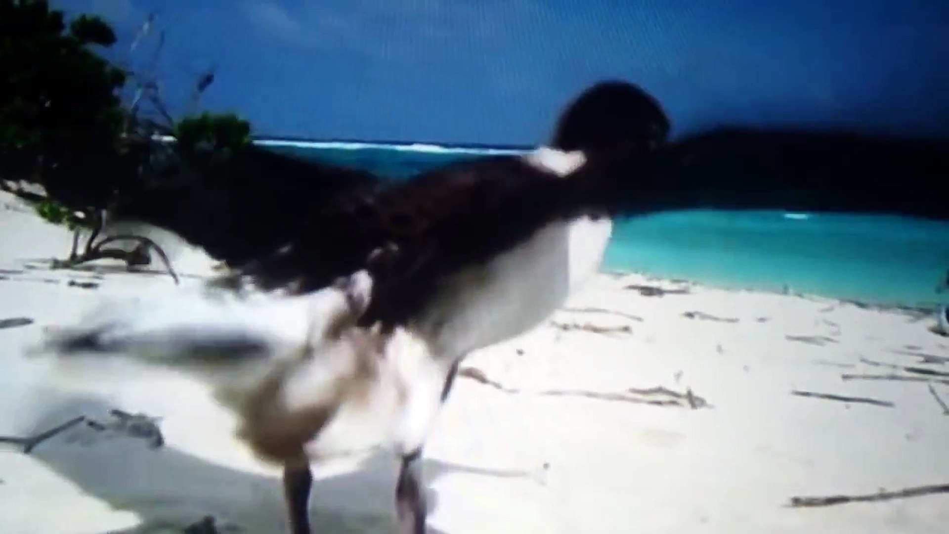 捕食 巣立ちに失敗したグンカンドリをイタチザメが容赦なく捕食する映像 Video Dailymotion