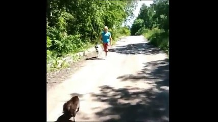 Cat ATTACKING Dog that make us laugh !!! Cat & Dog Funny Compilation
