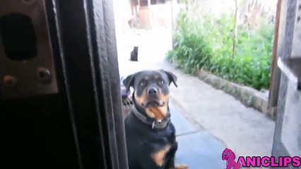 Cats And Dogs Scared of Random Things  ✯ Funny animal Compilation