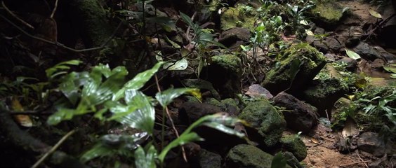 Crosscall : Reconnect with nature