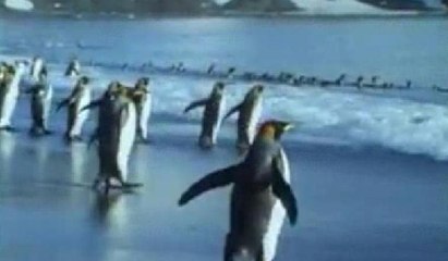 Penguenlerin sabah banyosu