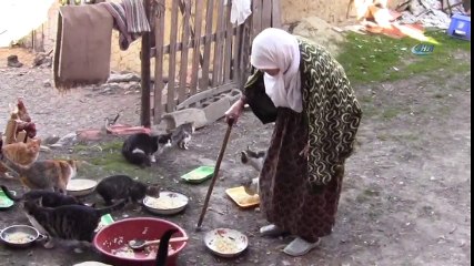 87 Yaşında, 30 Sokak Kedisine Bakıyor