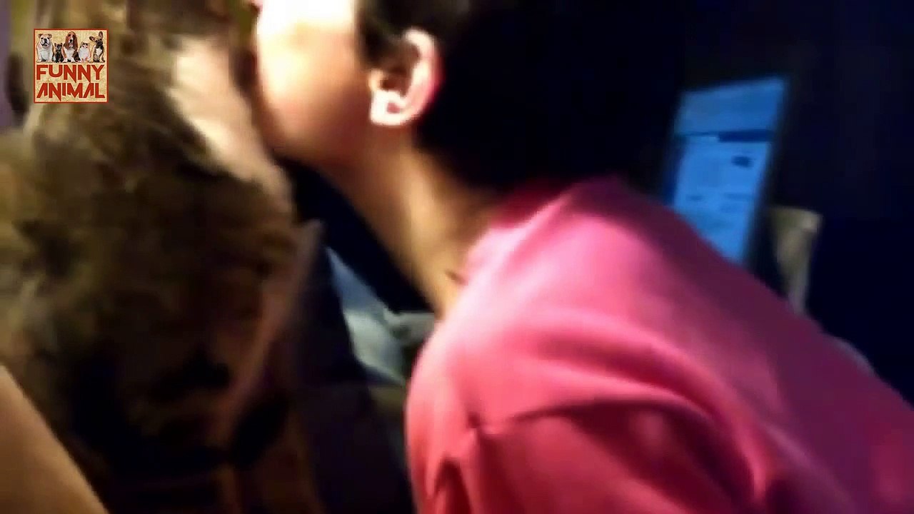 Cat Refuses Kisses -El gato rechaza besos